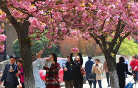 西安交大樱花进入最佳观赏期 快带家人前去赏花