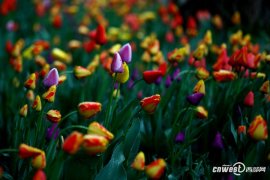 50个品种15万株郁金香欣赏--西安植物园郁金香展开幕