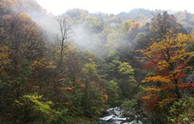 雨雾天安康镇坪飞渡峡红叶更迷人