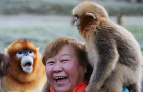 陕南：洋县有群和人最亲密的金丝猴